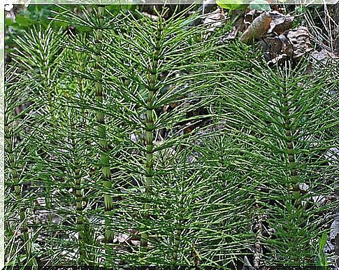 Horsetail