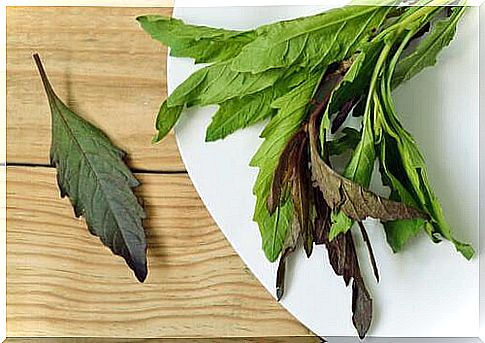 Leaves for tea made from Mexican goose foot to aid digestion