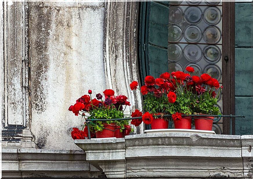 5 types of flowers to beautify your balcony