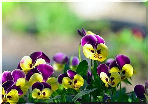 Pansy