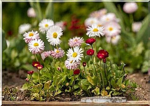 8 types of daisies and how to care for them