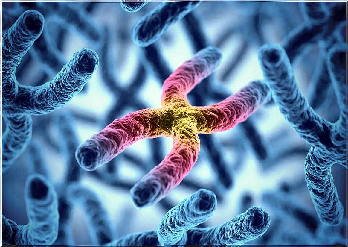 Chromosome inheritance