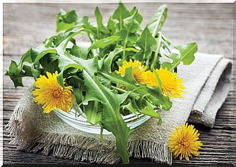 Dandelions for dandelion tea