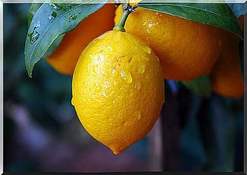 Lemon for the garlic-lemon cure