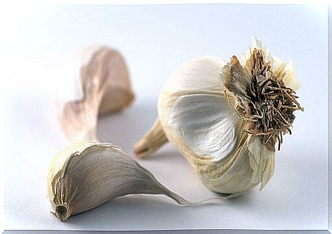 garlic-morberg1