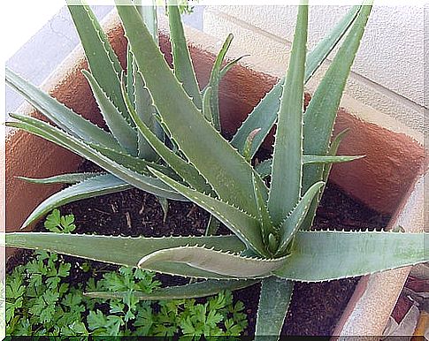 Growing aloe vera yourself