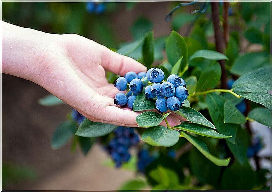 Growing blueberries at home - it's that easy