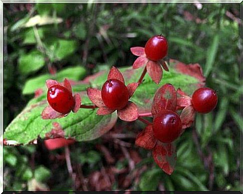 red lingonberry is related to the bilberry