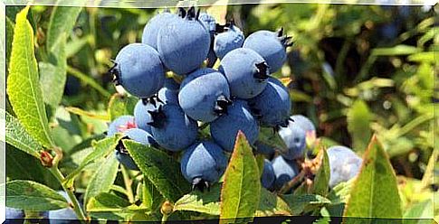 Berries of a wild blueberry bush