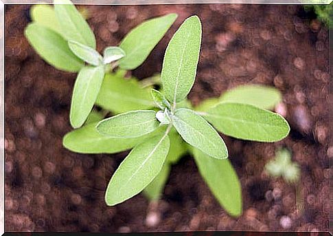 Lighten armpits with sage