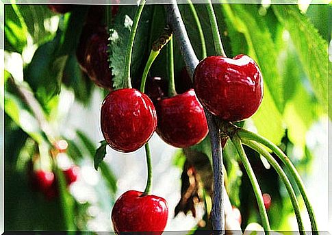 Cherries