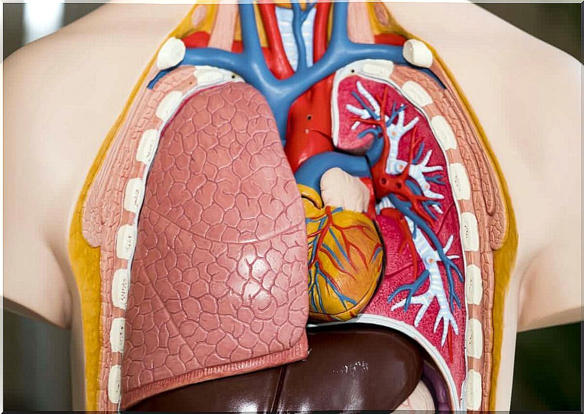 View of plastic lung - lung transplant