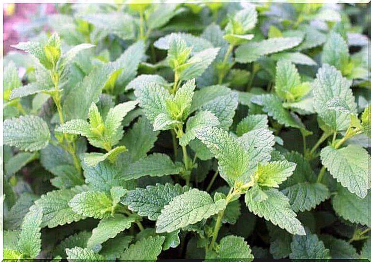 A bush lemon balm in nature.