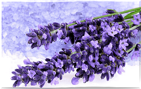 A handful of lavender.