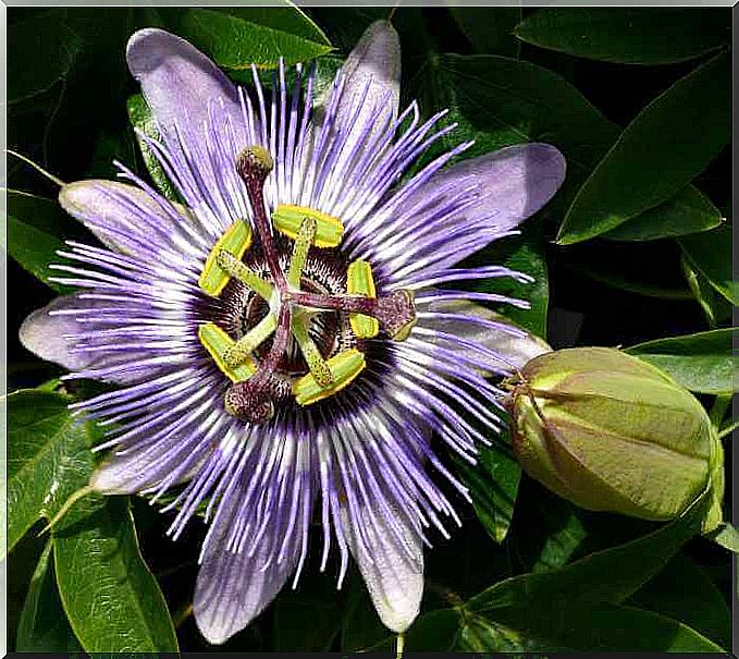 Close up of a passion flower.