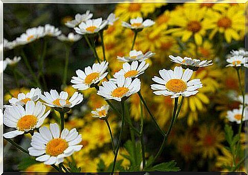 Photo of camomiles growing in nature.