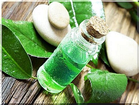 Tea tree oil against fleas and ticks