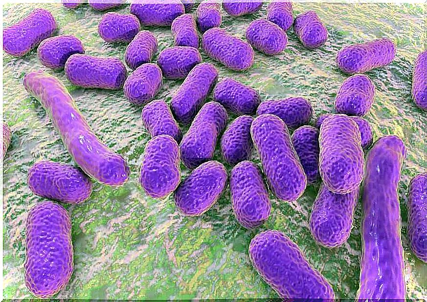 The most common pathogens in summer 