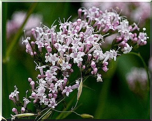 valerian