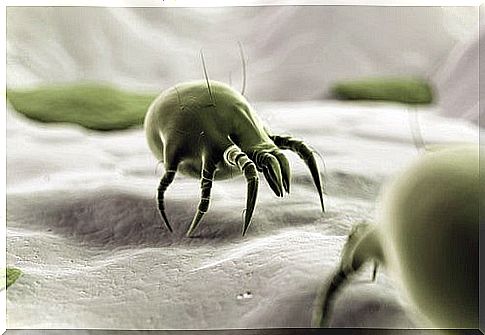 When dust mites become a problem